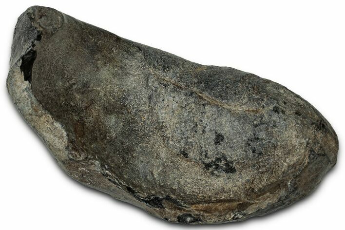 Large Fossil Whale Ear Bone - South Carolina #340258